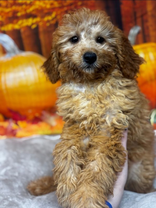 Pepper