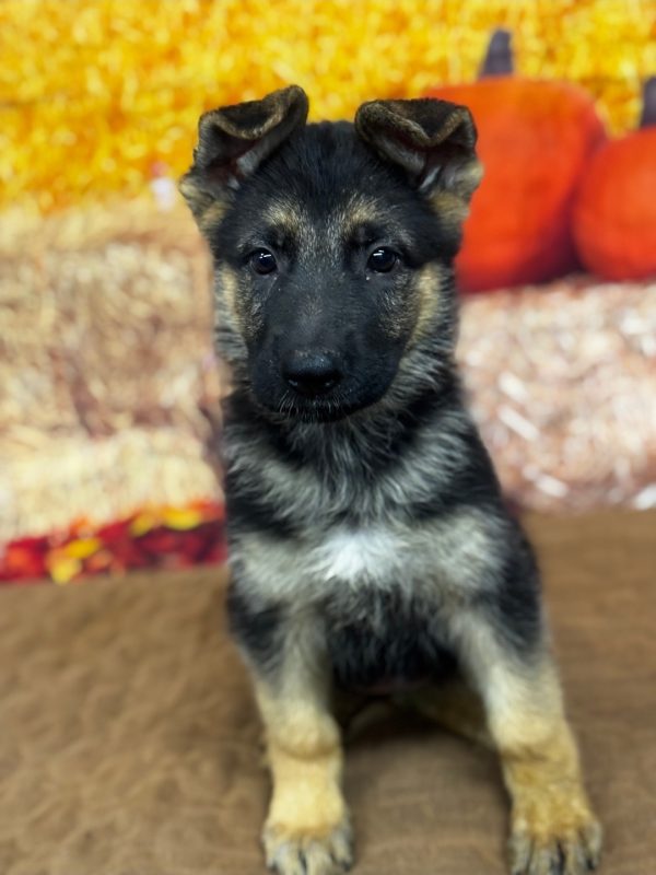 Elsie