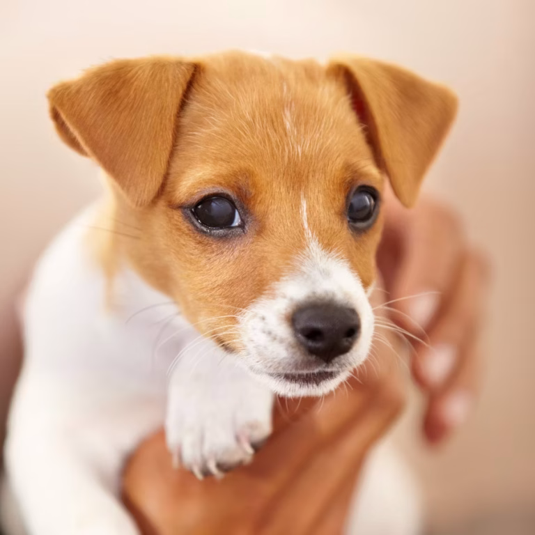 A Complete Puppy Care Calendar: Month-by-Month Checklist