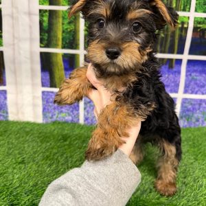 Louie