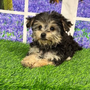 Bonnie