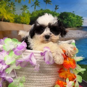Petunia