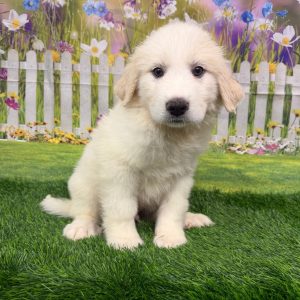 Casper